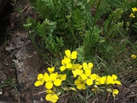 ova Gussonea-Tanacetum siculum 20110529 168